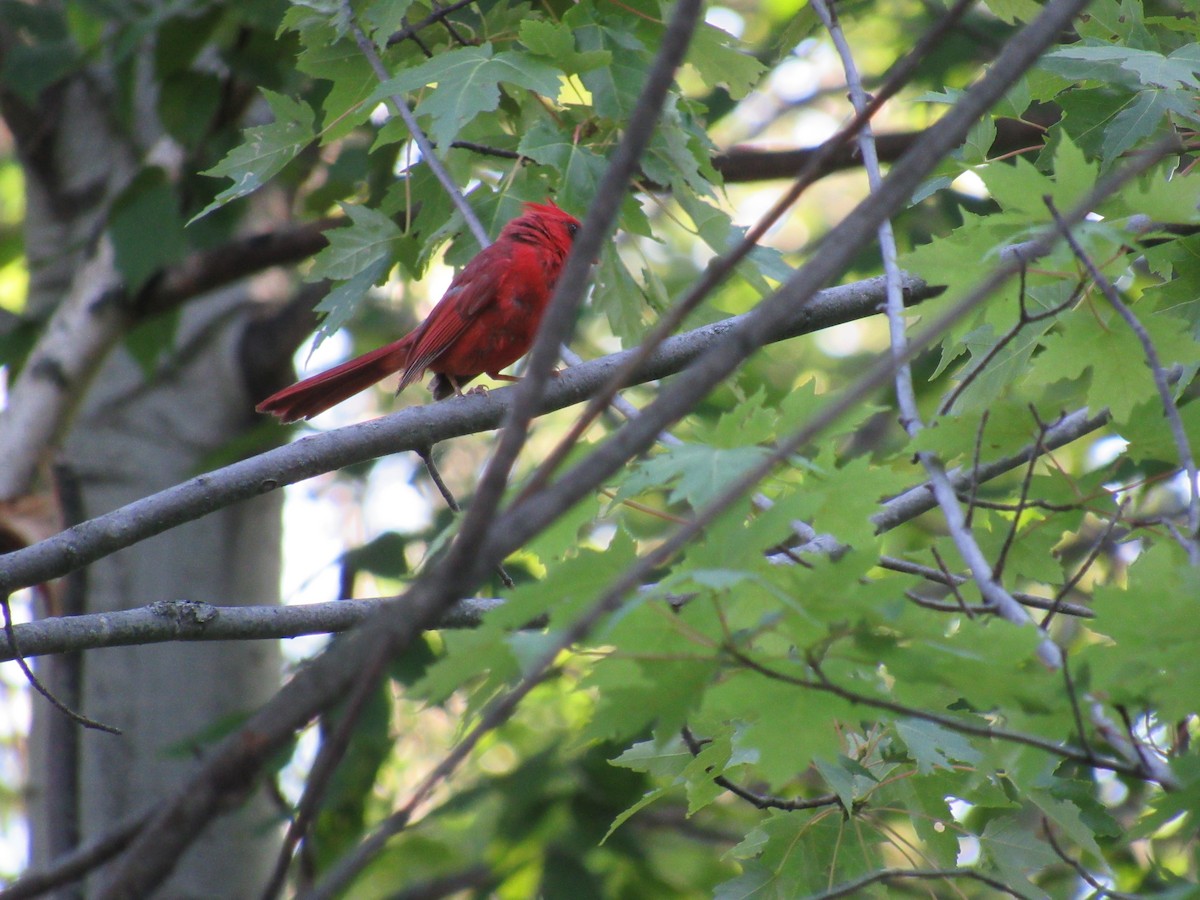 Northern Cardinal - ML32267731