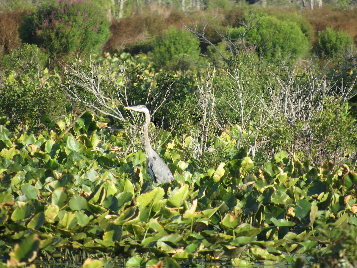 Great Blue Heron - ML32267931