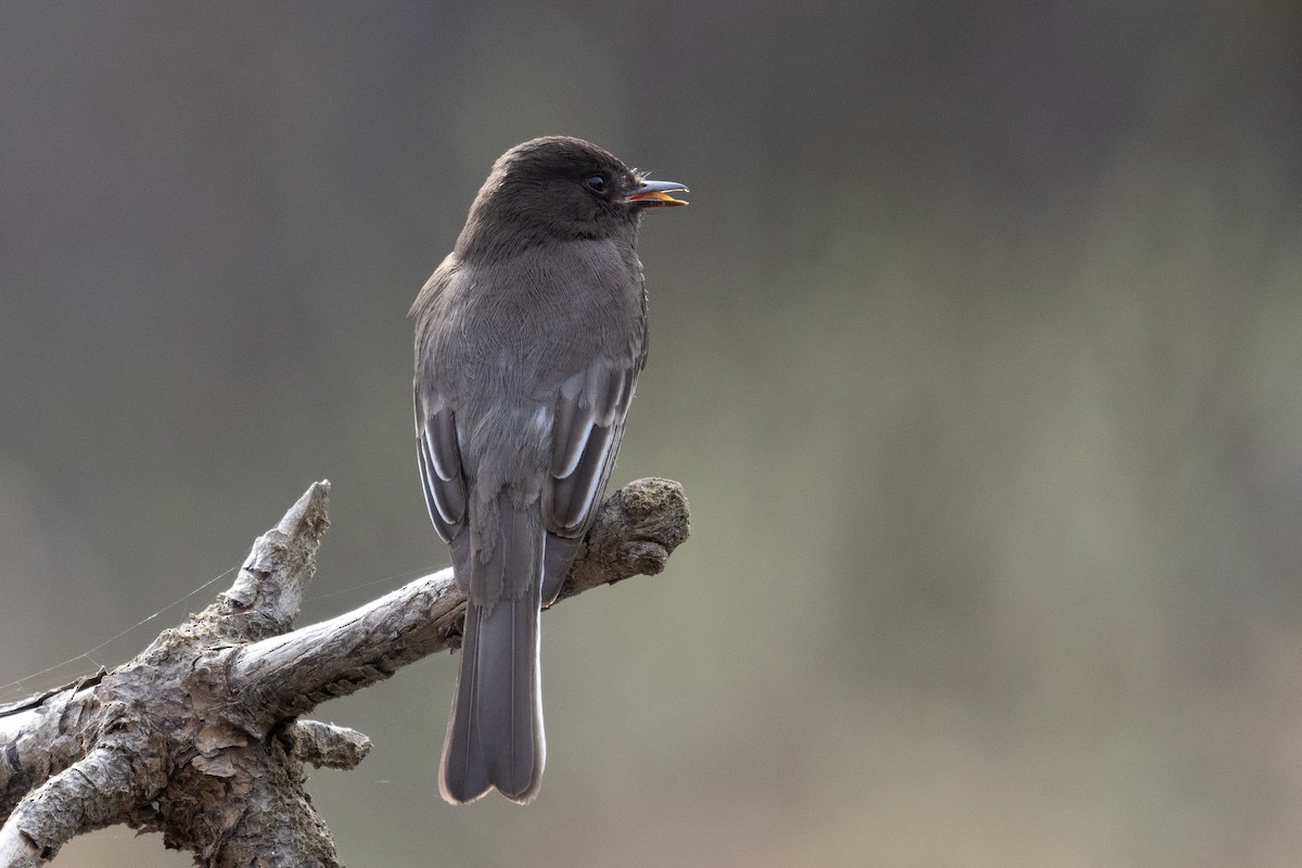 Black Phoebe - ML322682381