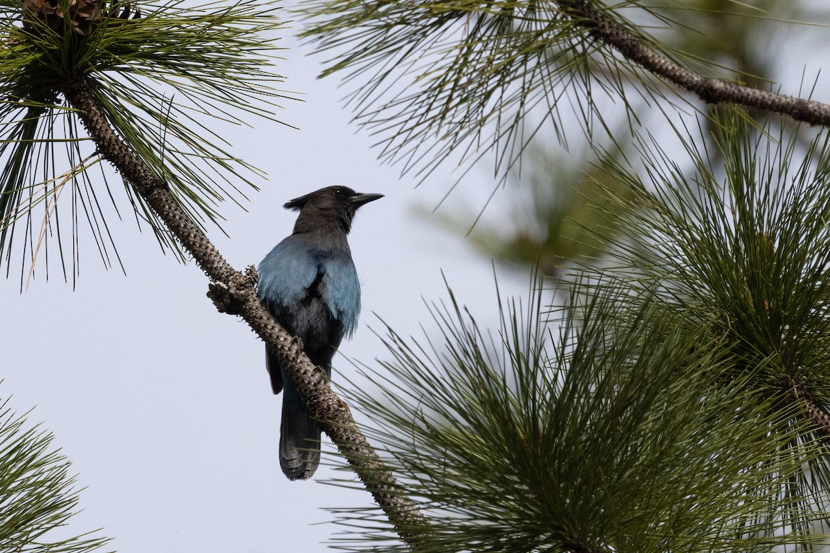 Steller's Jay - ML322682431
