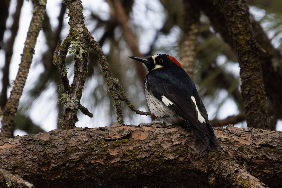 Acorn Woodpecker - ML322682831