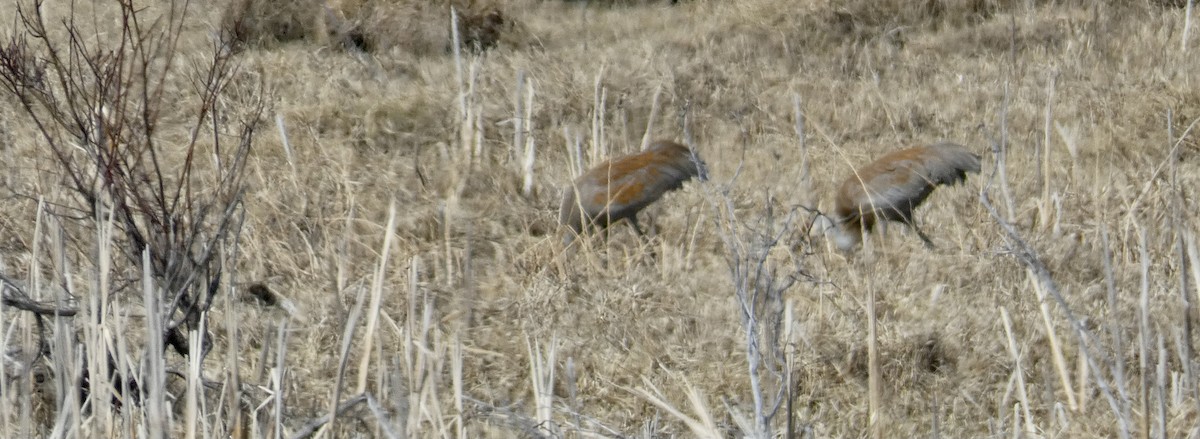 Sandhill Crane - ML322683381