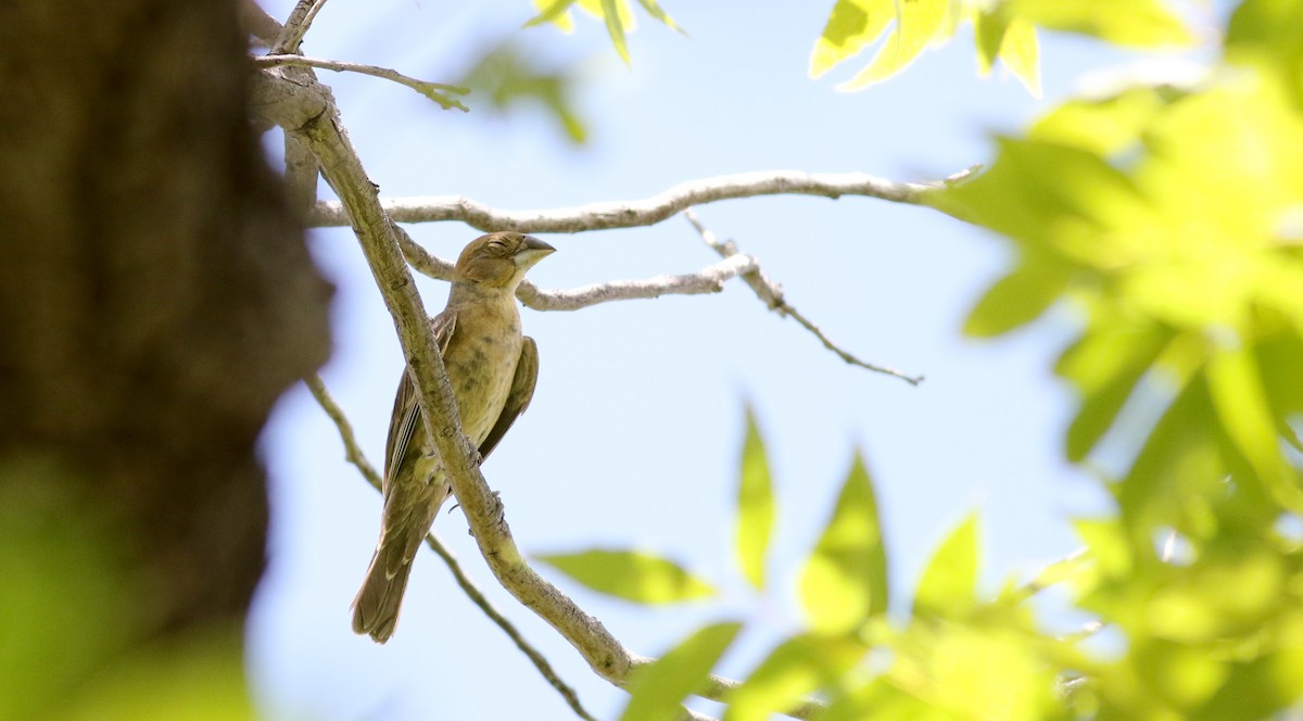 Blue Grosbeak - ML32268351