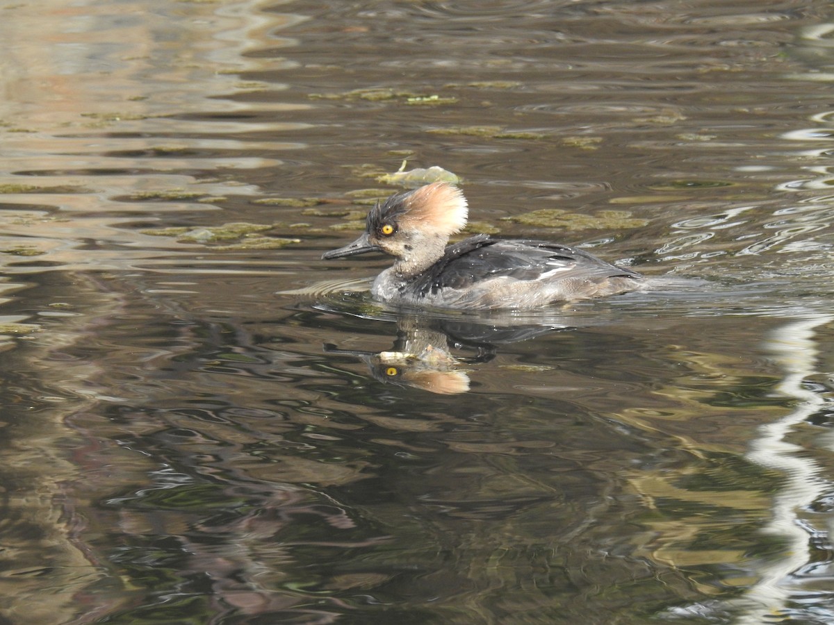 Hooded Merganser - ML322683731