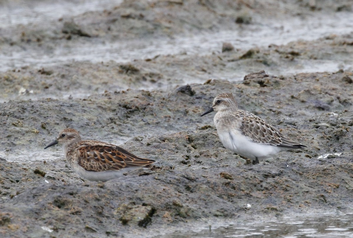 Semipalmated Sandpiper - ML32268571