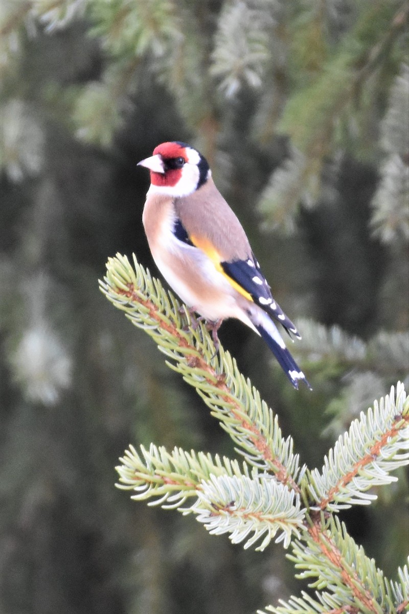 European Goldfinch - ML322685721