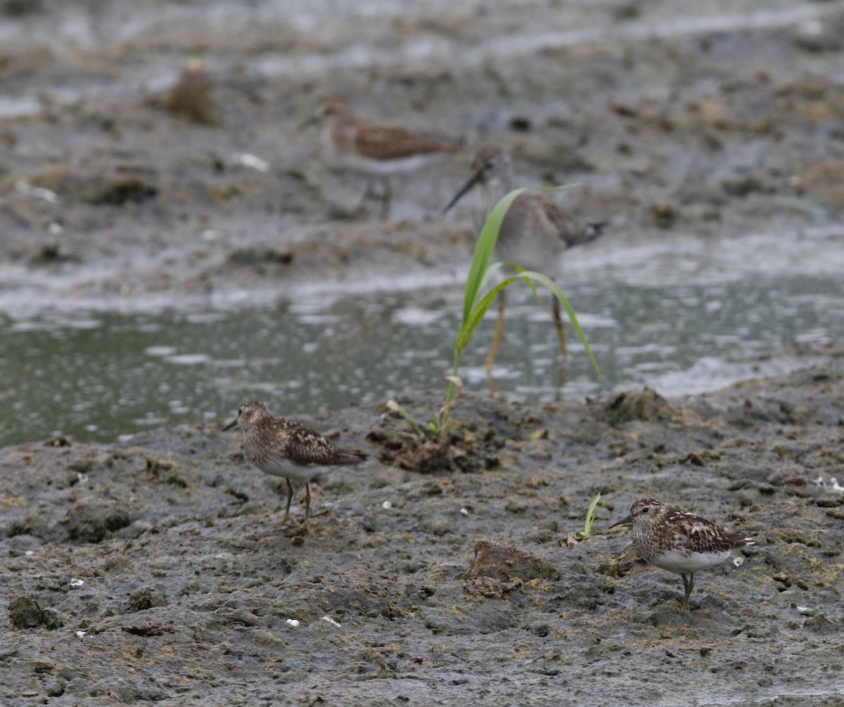 Least Sandpiper - ML32268611