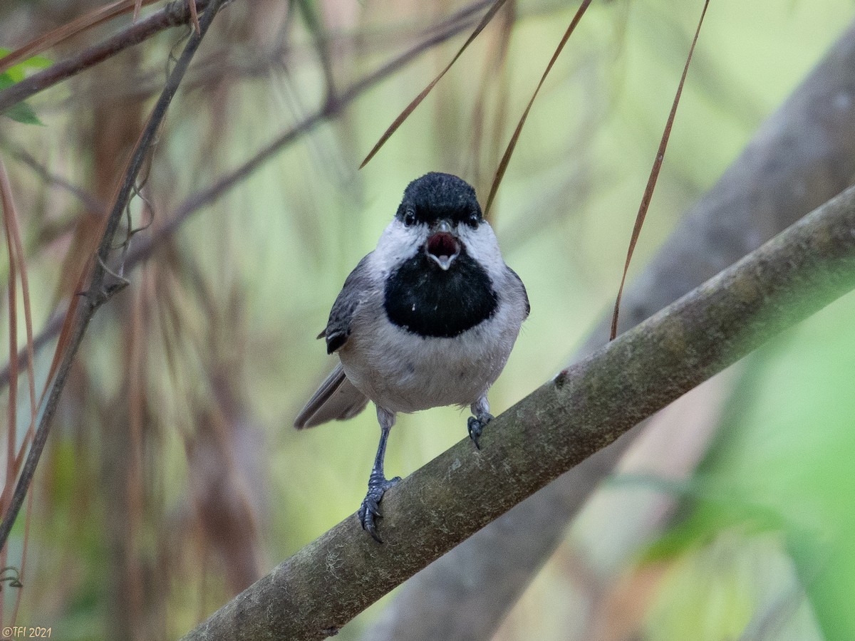 Carolina Chickadee - ML322686461