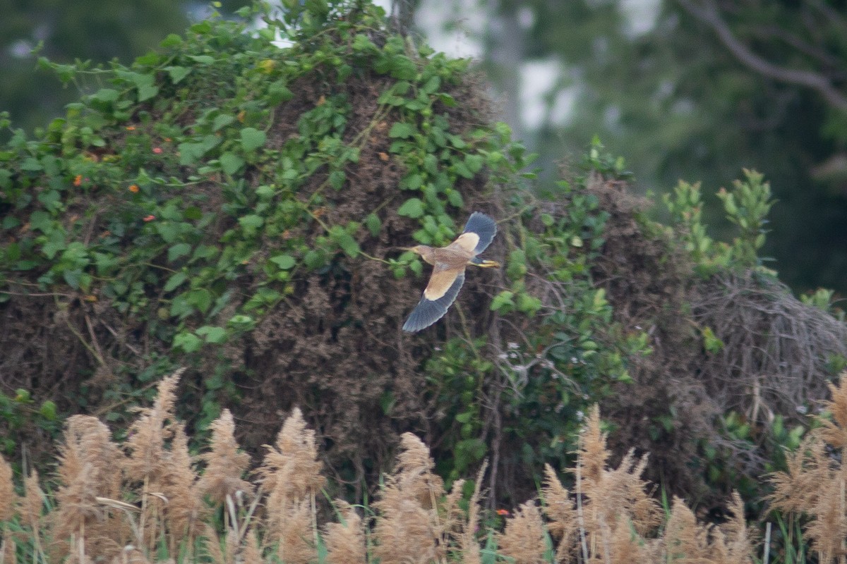 Yellow Bittern - Morten Lisse