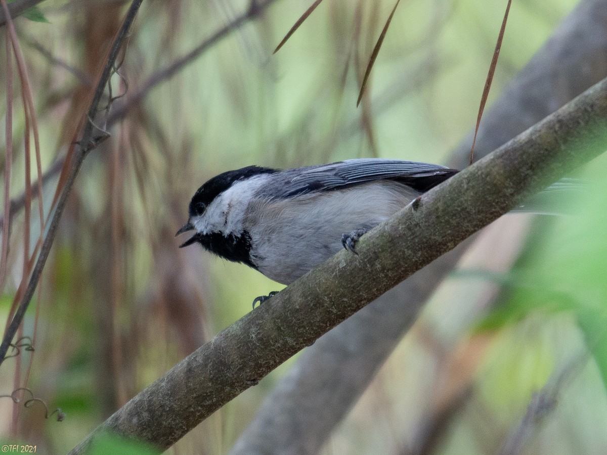 Carolina Chickadee - T I