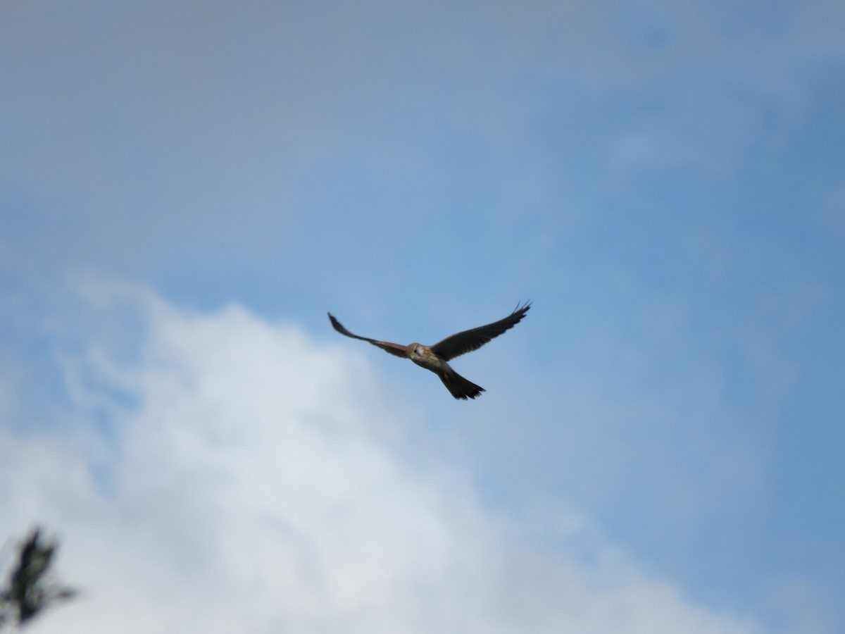 Nankeen Kestrel - Michael  Livingston