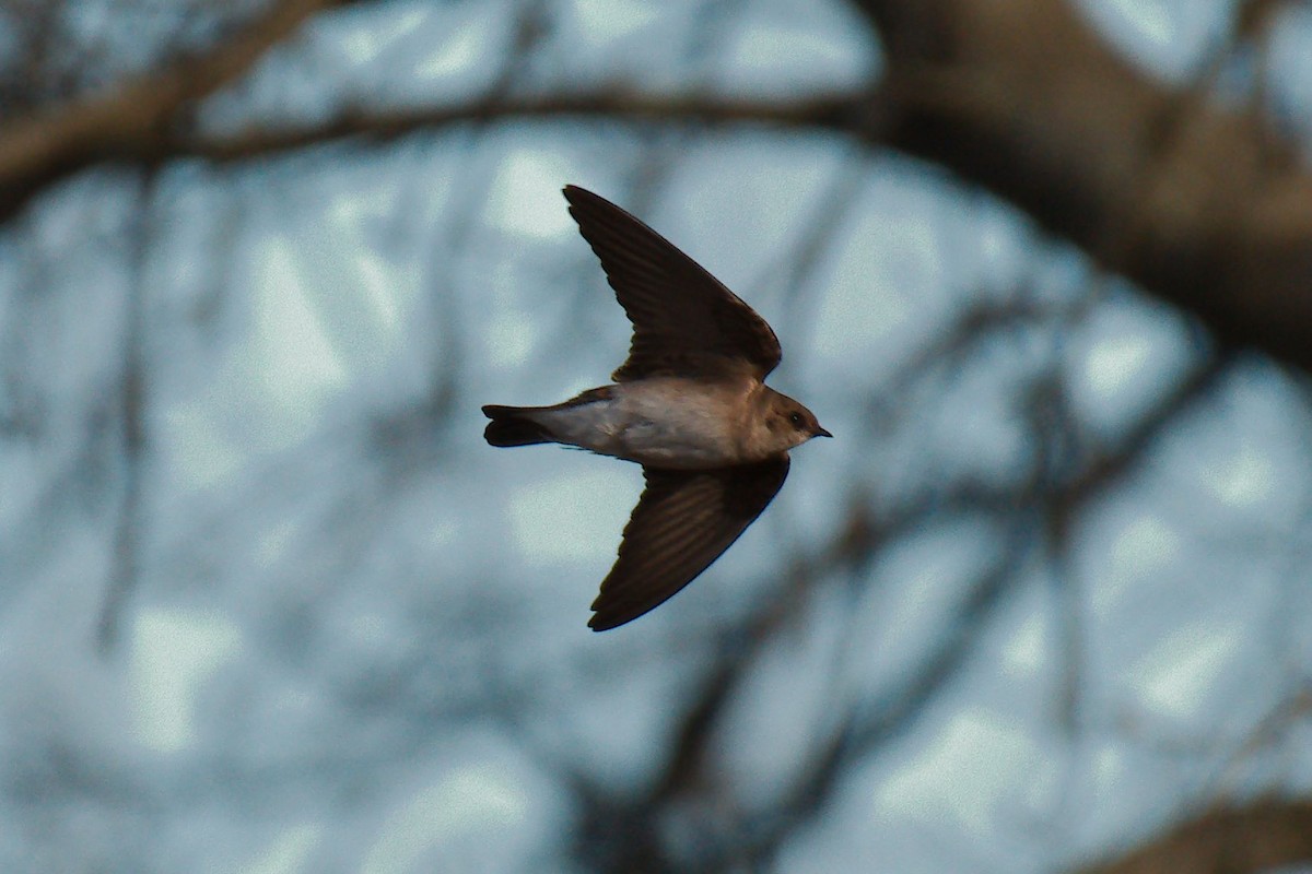 Northern Rough-winged Swallow - ML322689641