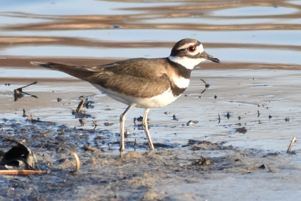 Killdeer - ML322689871