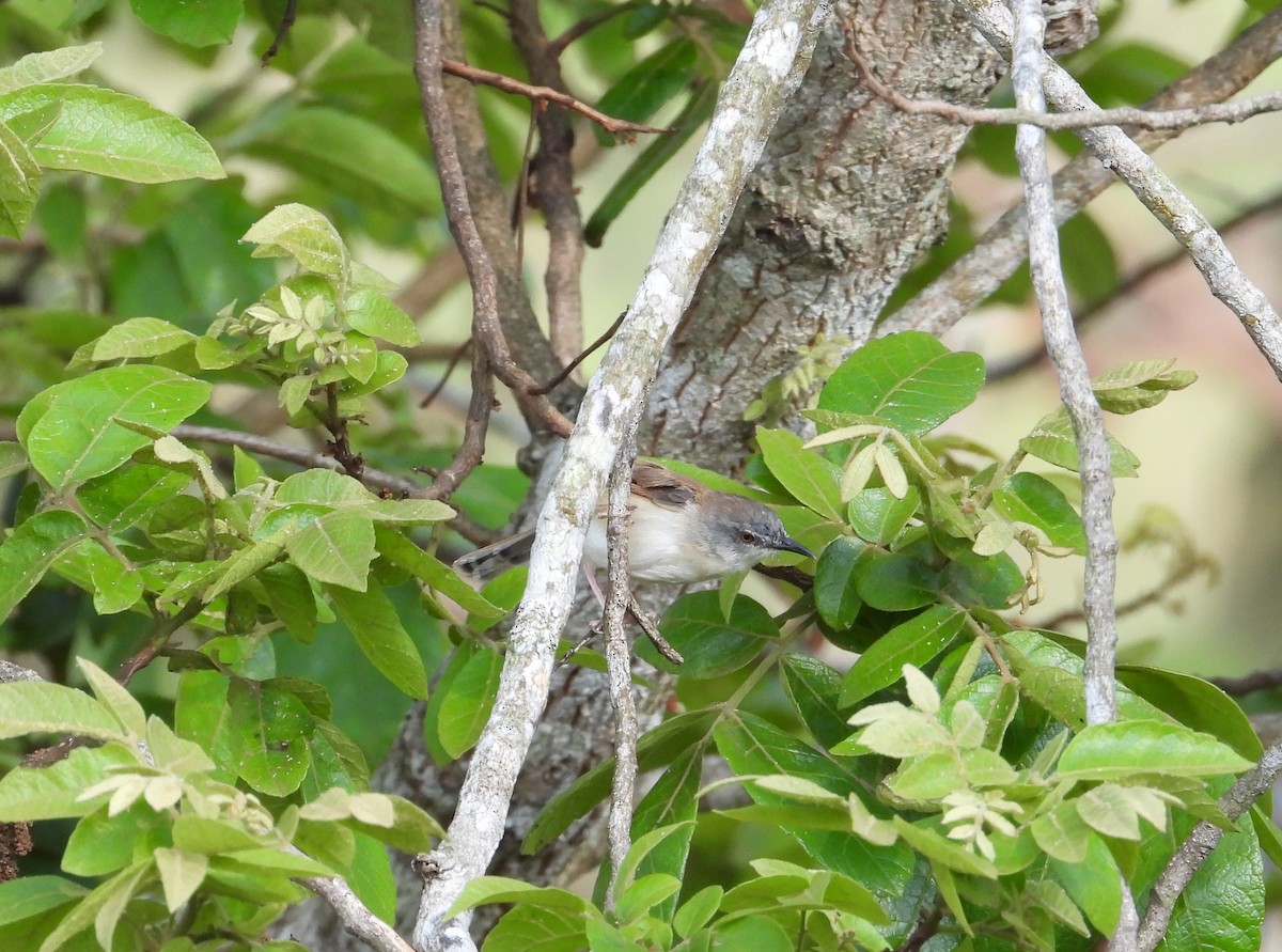 Rufescent Prinia - ML322691501