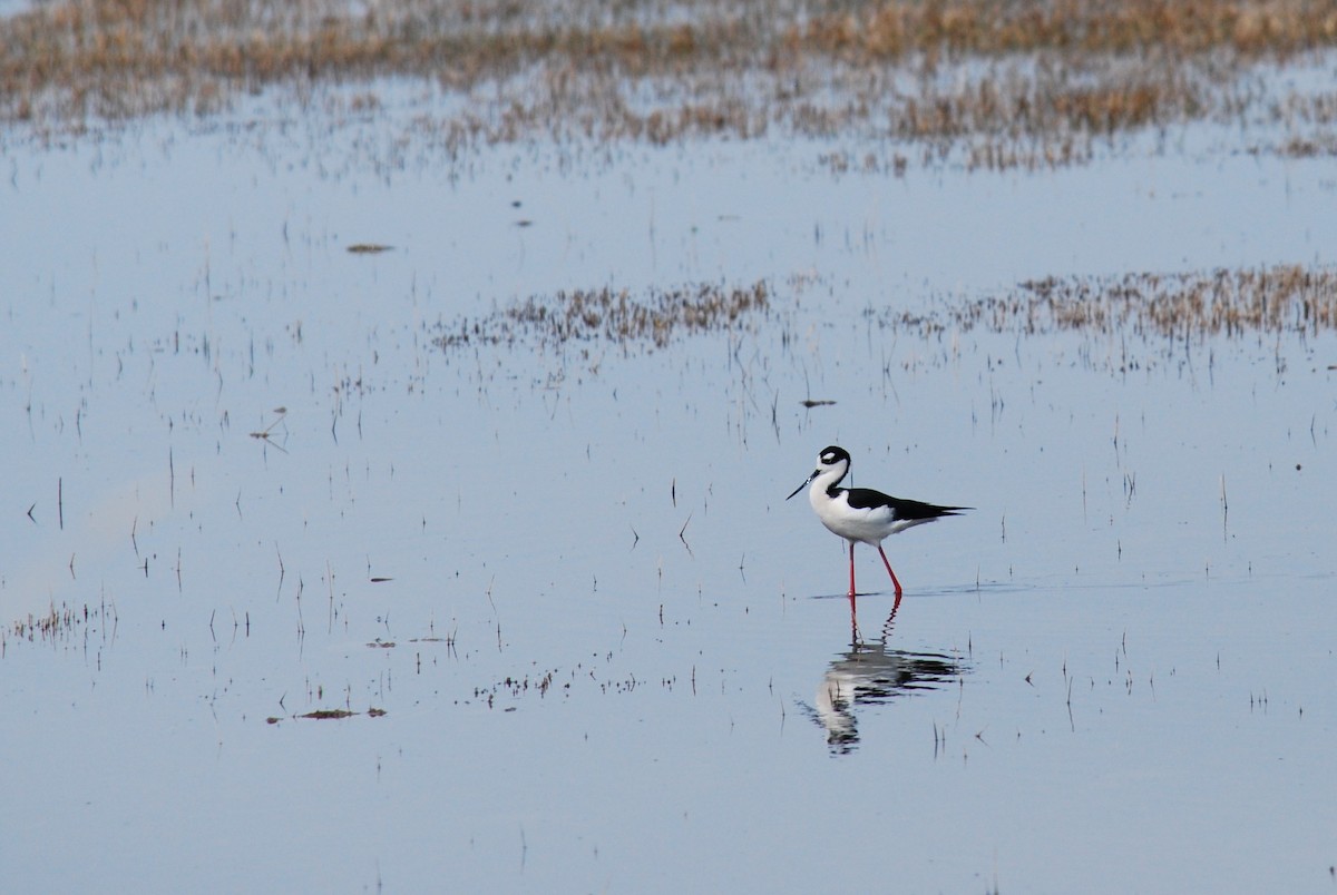 Black-necked Stilt - ML322691701