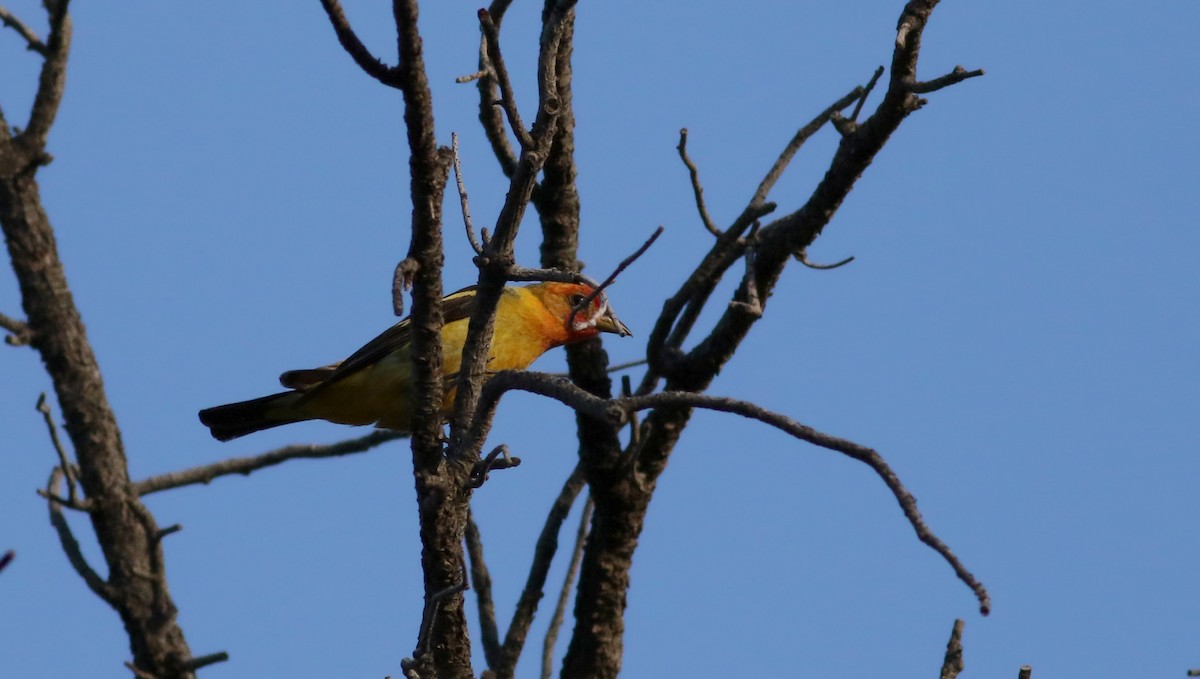 Piranga Carirroja - ML32269201