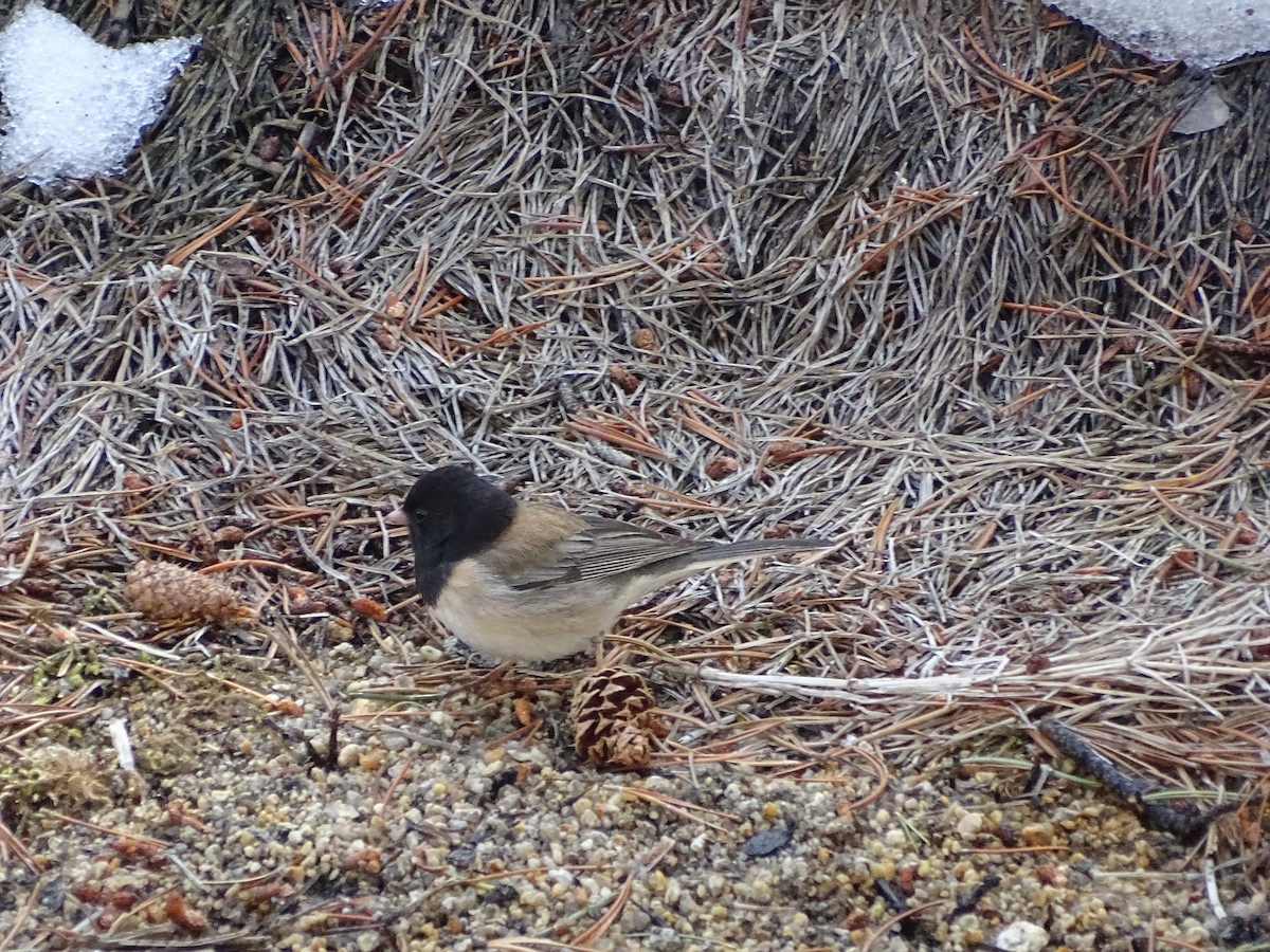 Junco Ojioscuro (grupo oreganus) - ML322692351