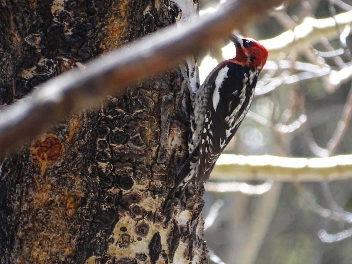 Red-breasted Sapsucker - ML322692561