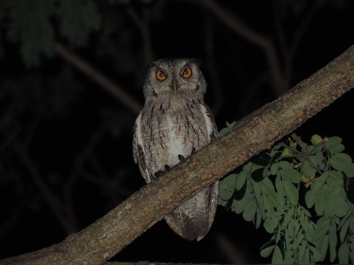Pacific Screech-Owl - ML322695831