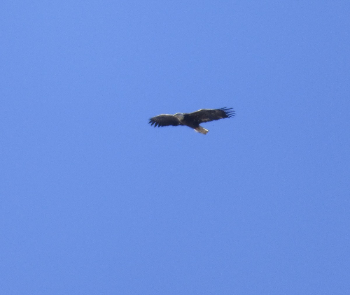 Bald Eagle - ML322697011