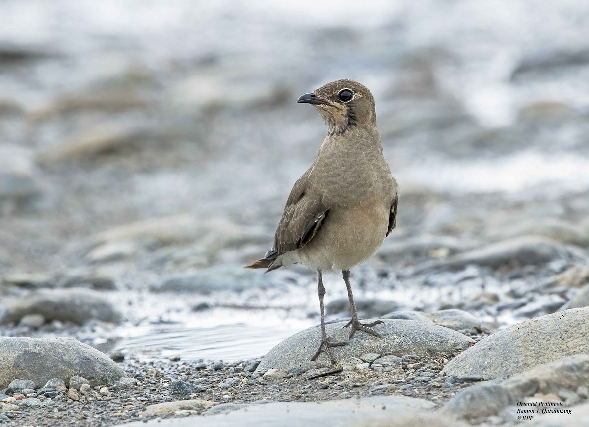 Oriental Pratincole - ML322698231