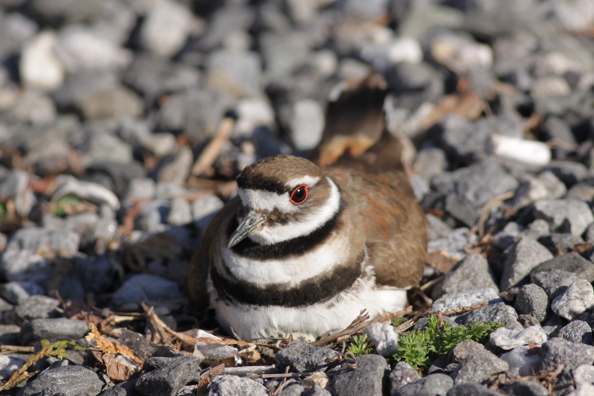 Killdeer - ML322698871