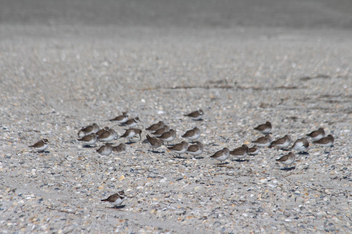 Western Sandpiper - Ralph Perrine