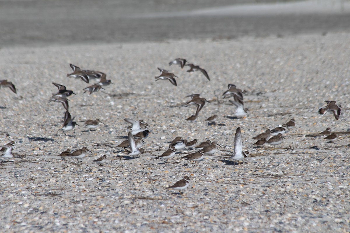 Western Sandpiper - ML322699031