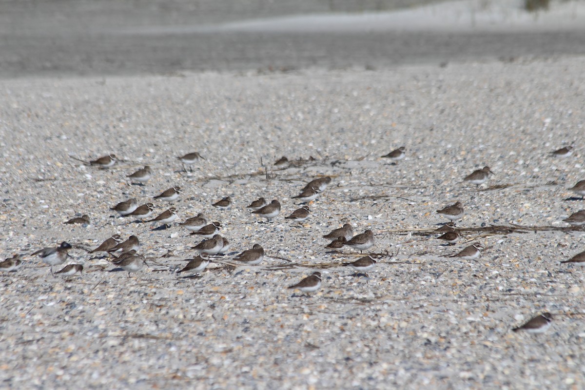 Western Sandpiper - ML322699041