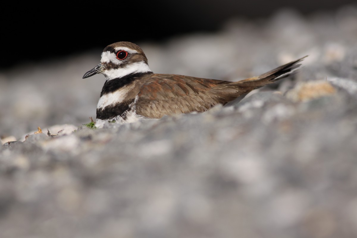 Killdeer - ML322699251