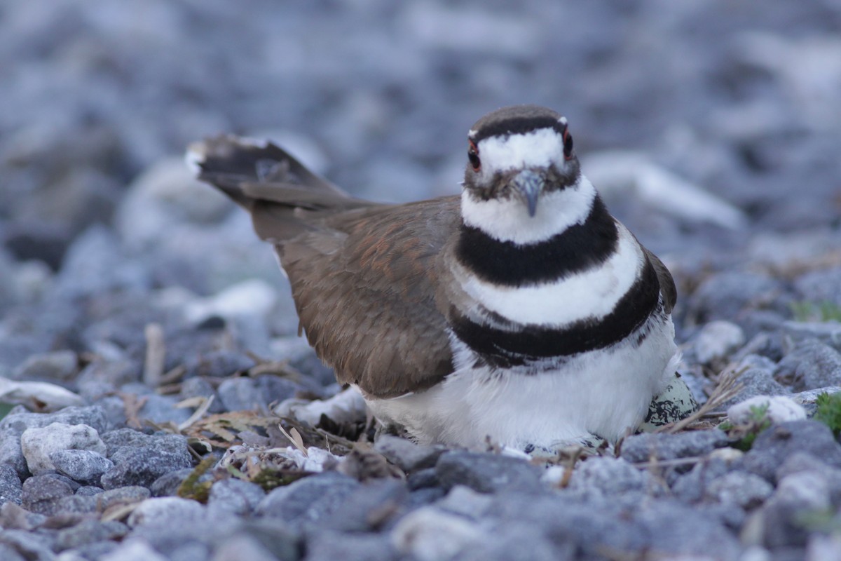 Killdeer - ML322699511