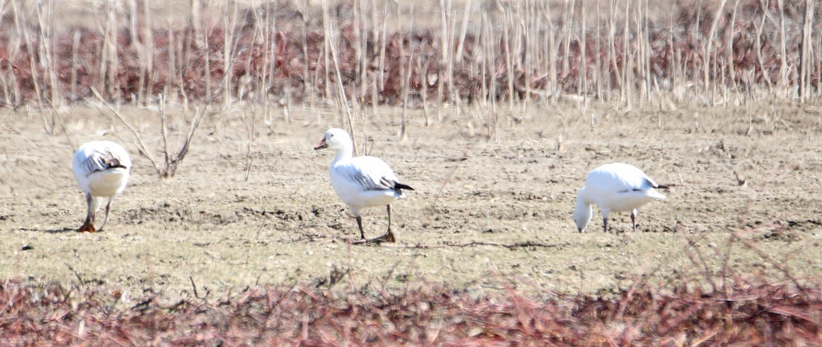 Snow Goose - ML322699541