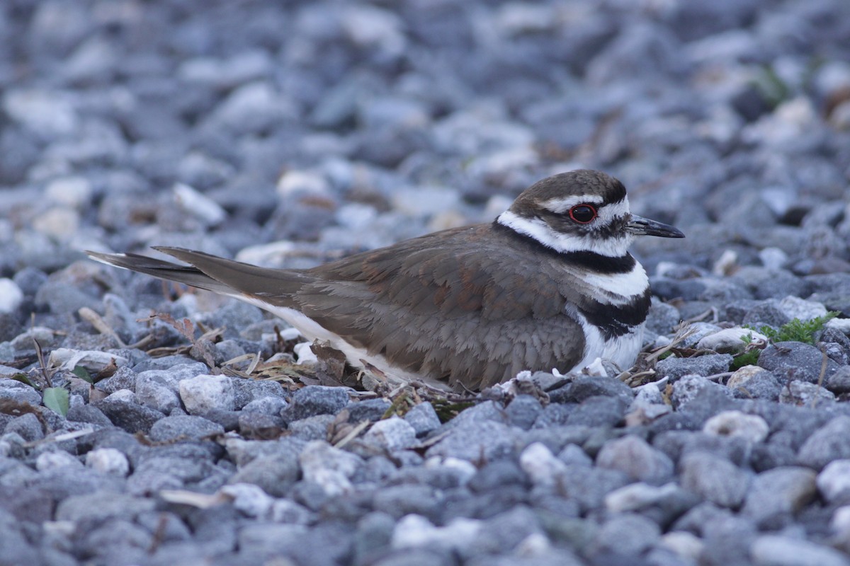 Killdeer - ML322699831