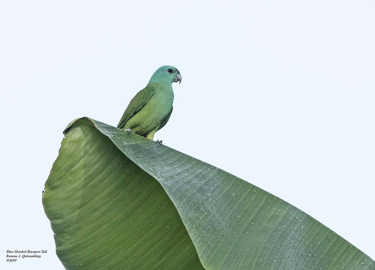 Blue-headed Racquet-tail - Ramon Quisumbing