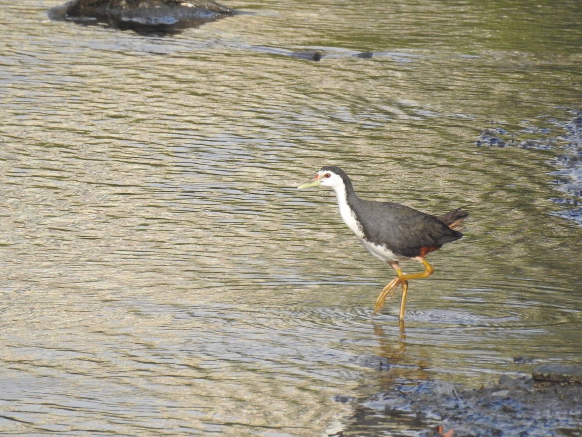 White-breasted Waterhen - ML322700881