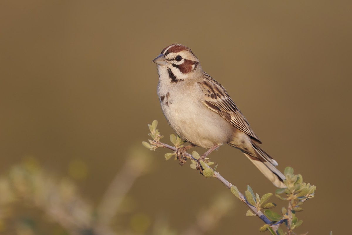 Lark Sparrow - ML322701101