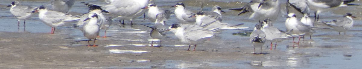 Forster's Tern - ML322701381