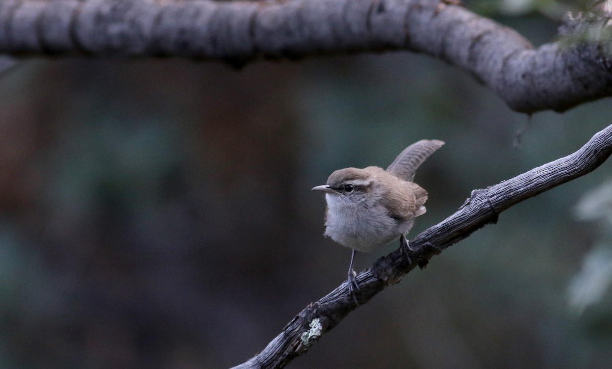 Bewick's Wren - ML32270301