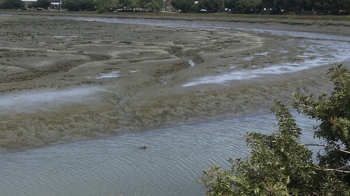 Ruddy Duck - ML322703771