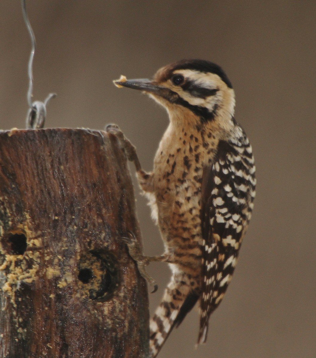 Ladder-backed Woodpecker - Tripp Davenport