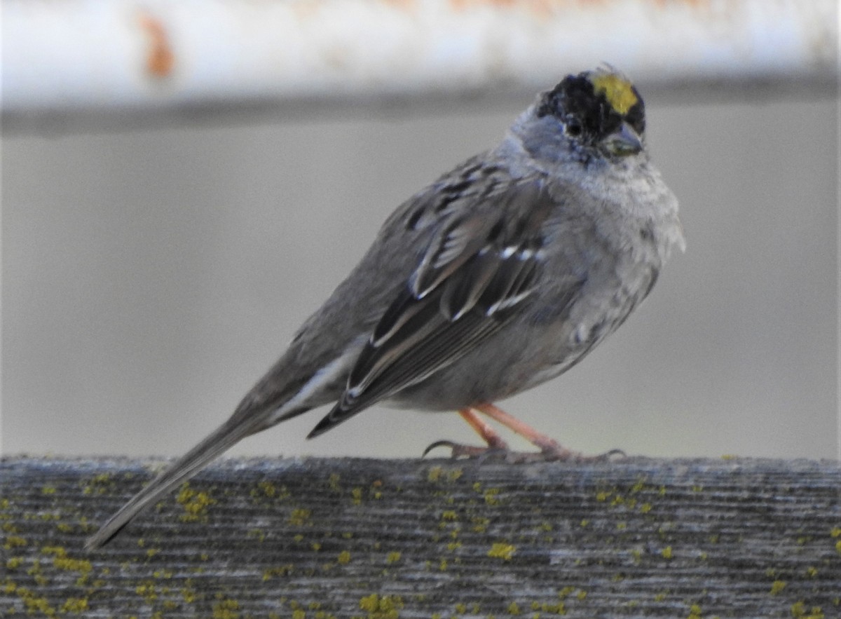 Golden-crowned Sparrow - ML322704971