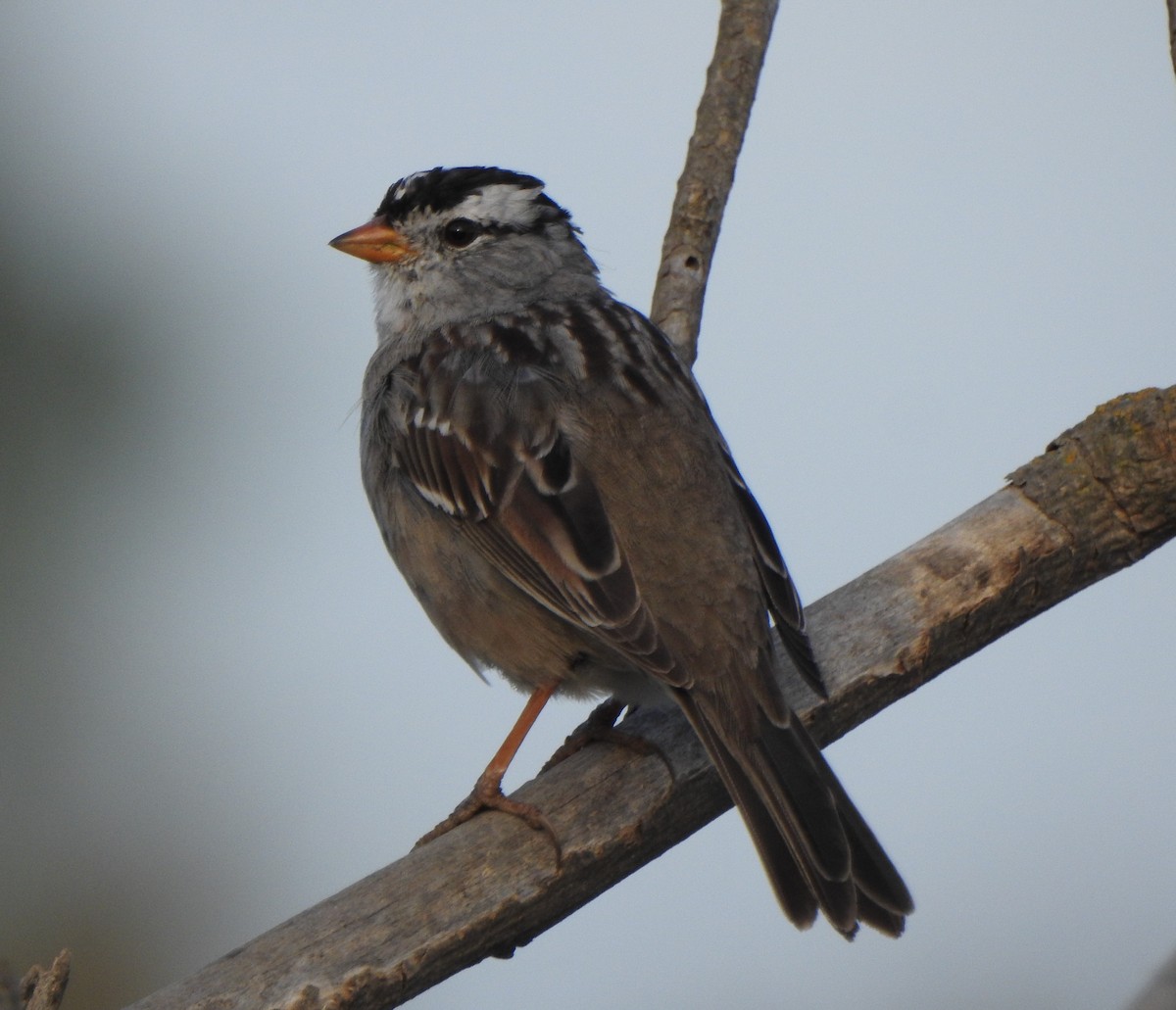White-crowned Sparrow - ML322705071