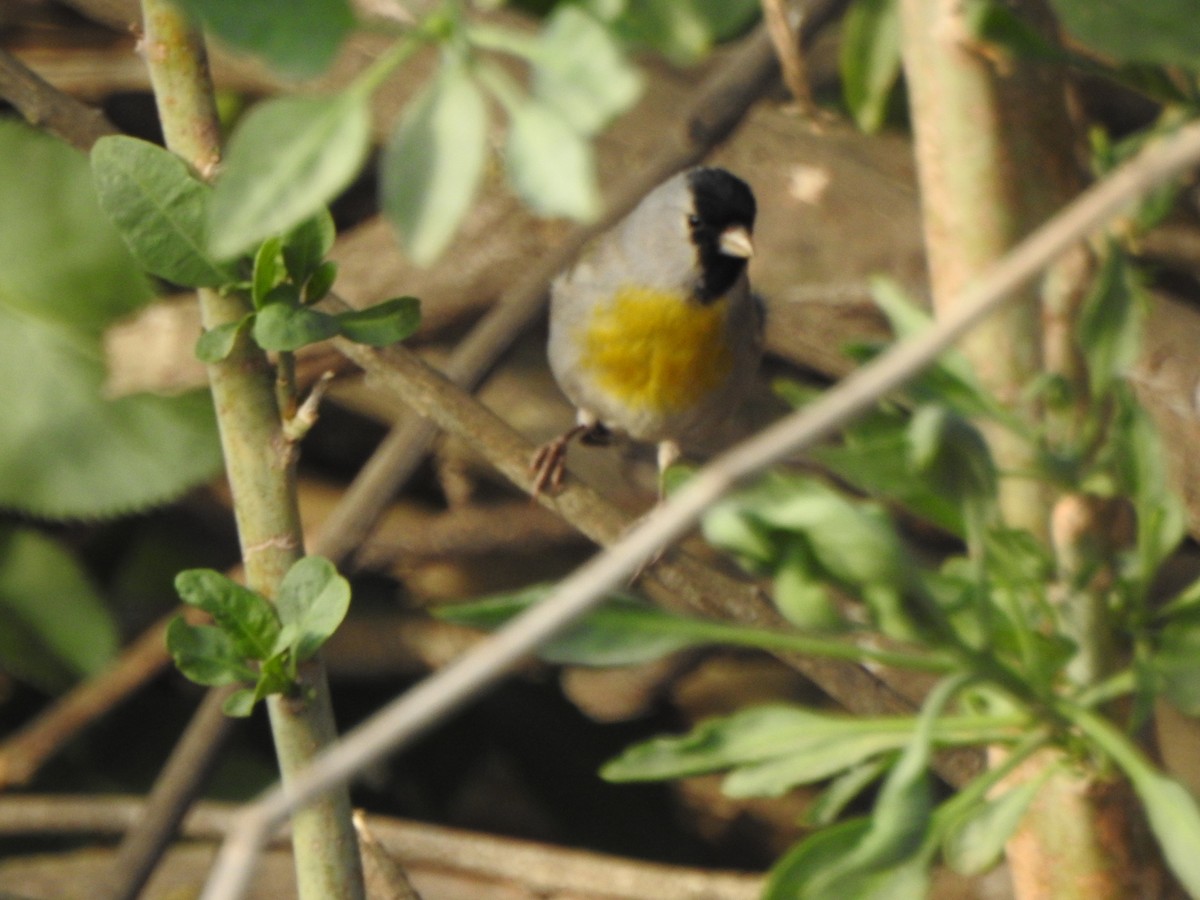 Lawrence's Goldfinch - ML322705401