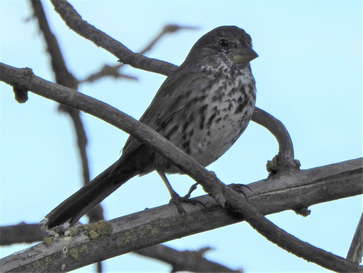 Fox Sparrow - ML322705501