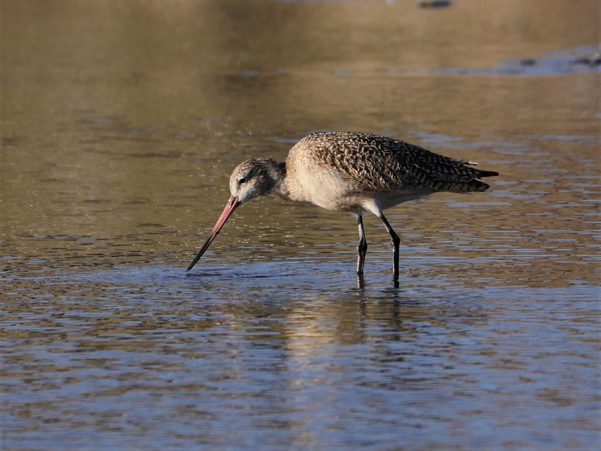 Marbled Godwit - ML322705531