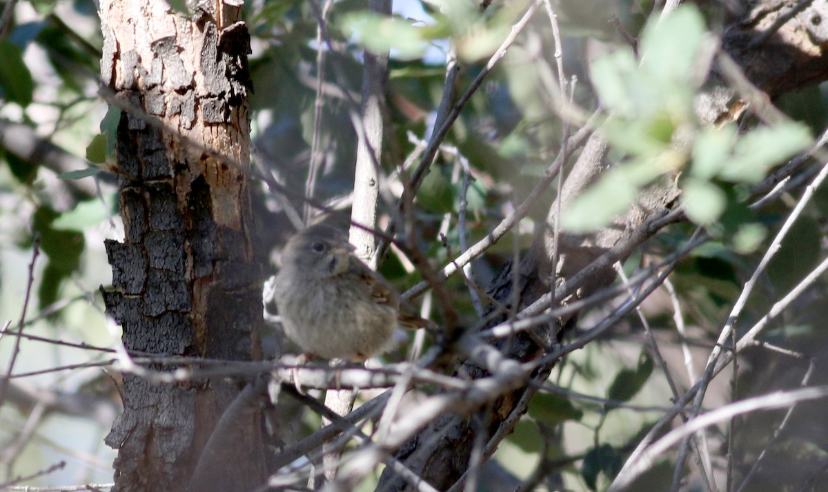 Rufous-crowned Sparrow - ML32270561