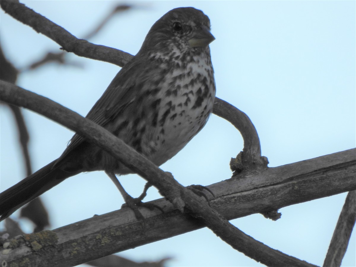 Fox Sparrow - ML322705711