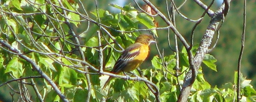 Baltimore Oriole - ML32270601