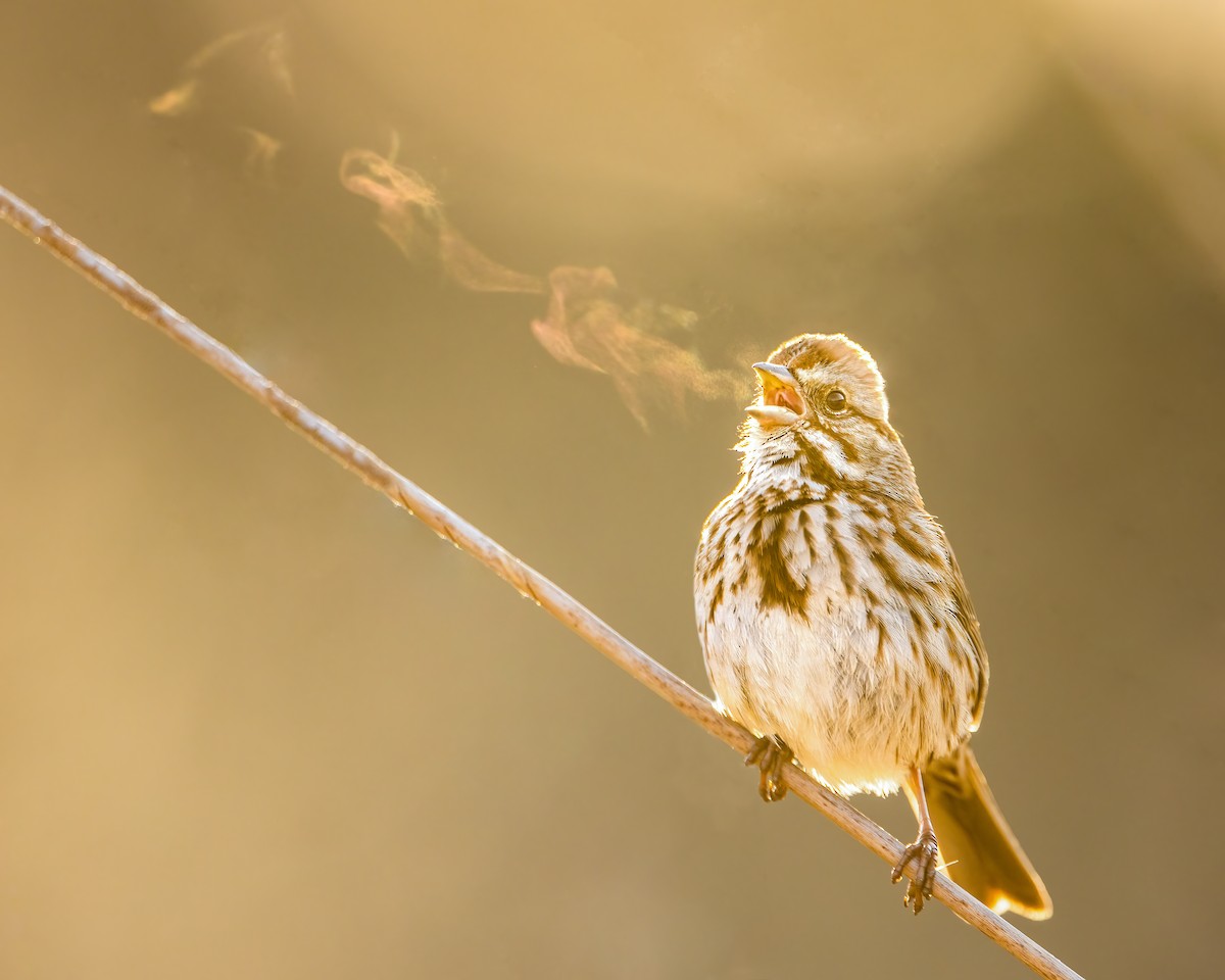 Song Sparrow - ML322706591