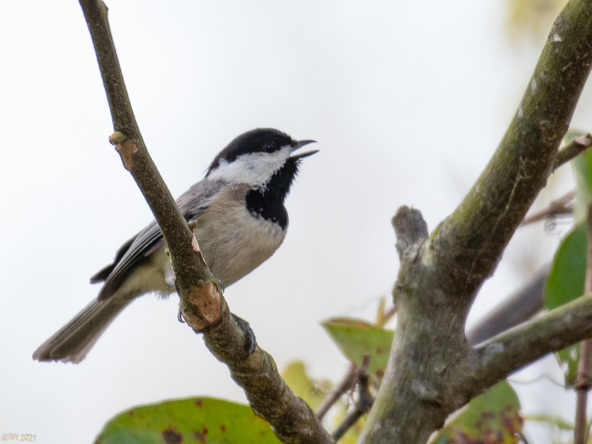 Carolina Chickadee - ML322706831